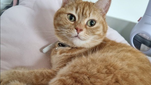 Poes