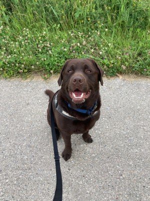 DJ