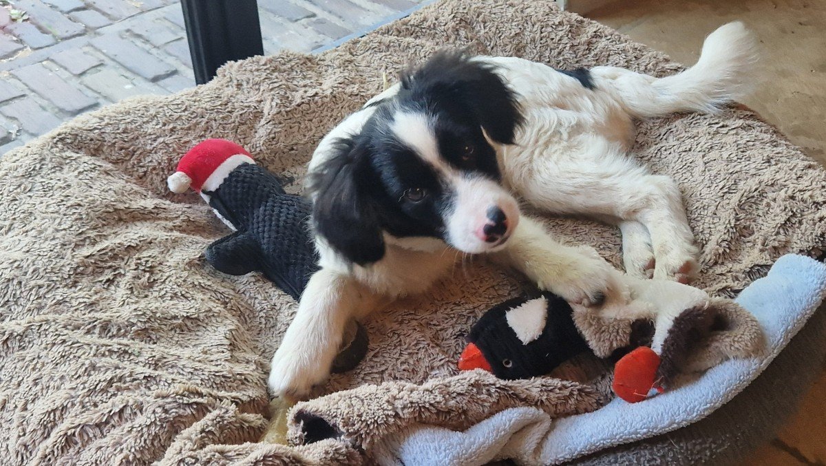 Vito