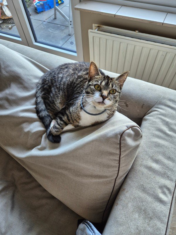 Poes