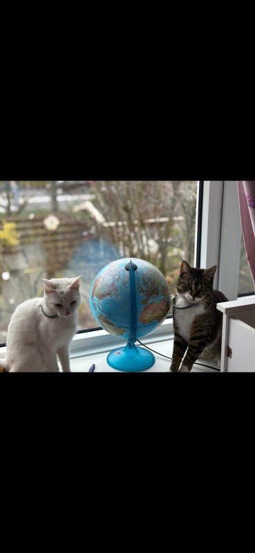 Poes
