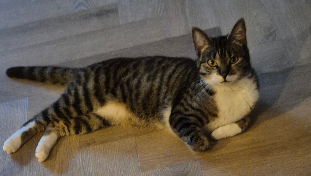 Poes