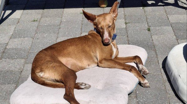 Rusa