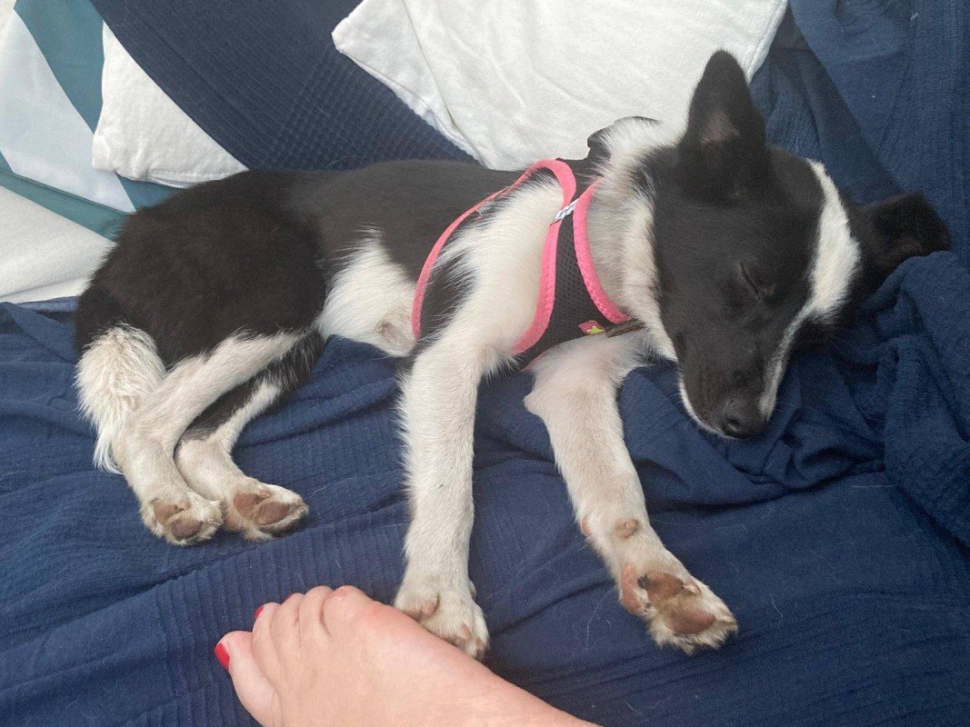 Zorra