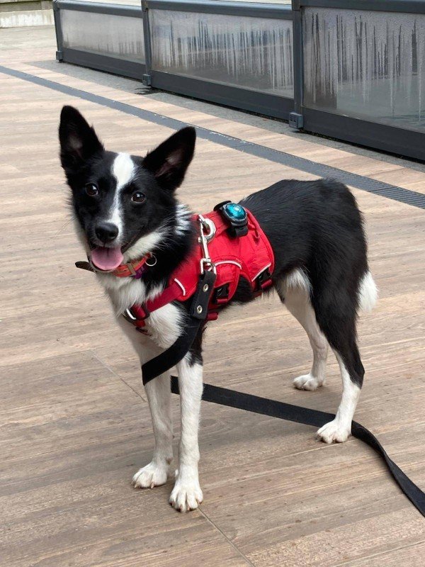 Zorra