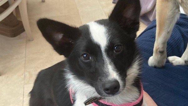 Zorra
