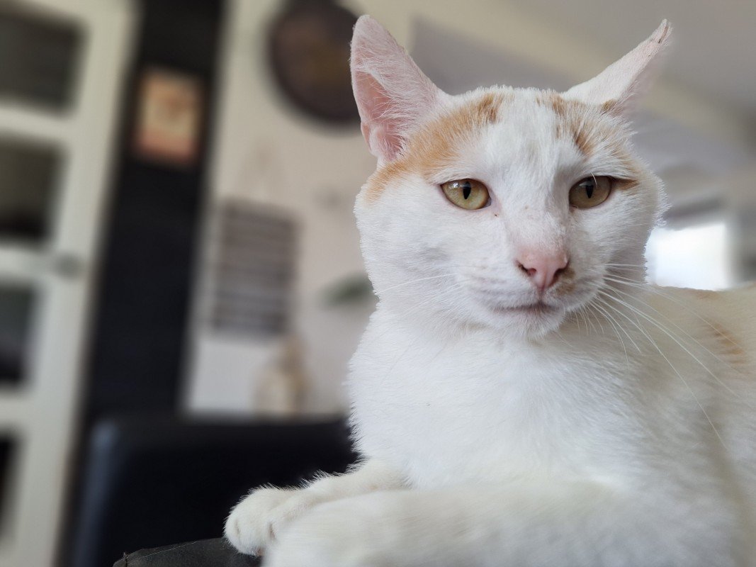 Mimi