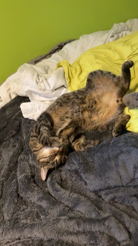 Dexter