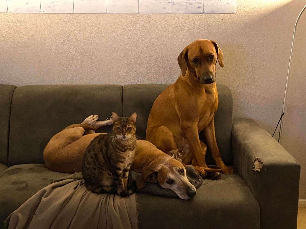 Simba (Bengaal)