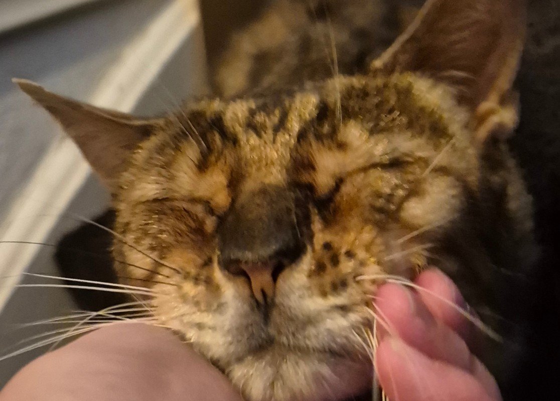 Simba (Bengaal)