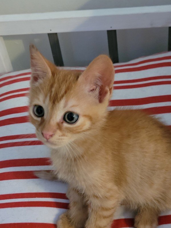 Nash