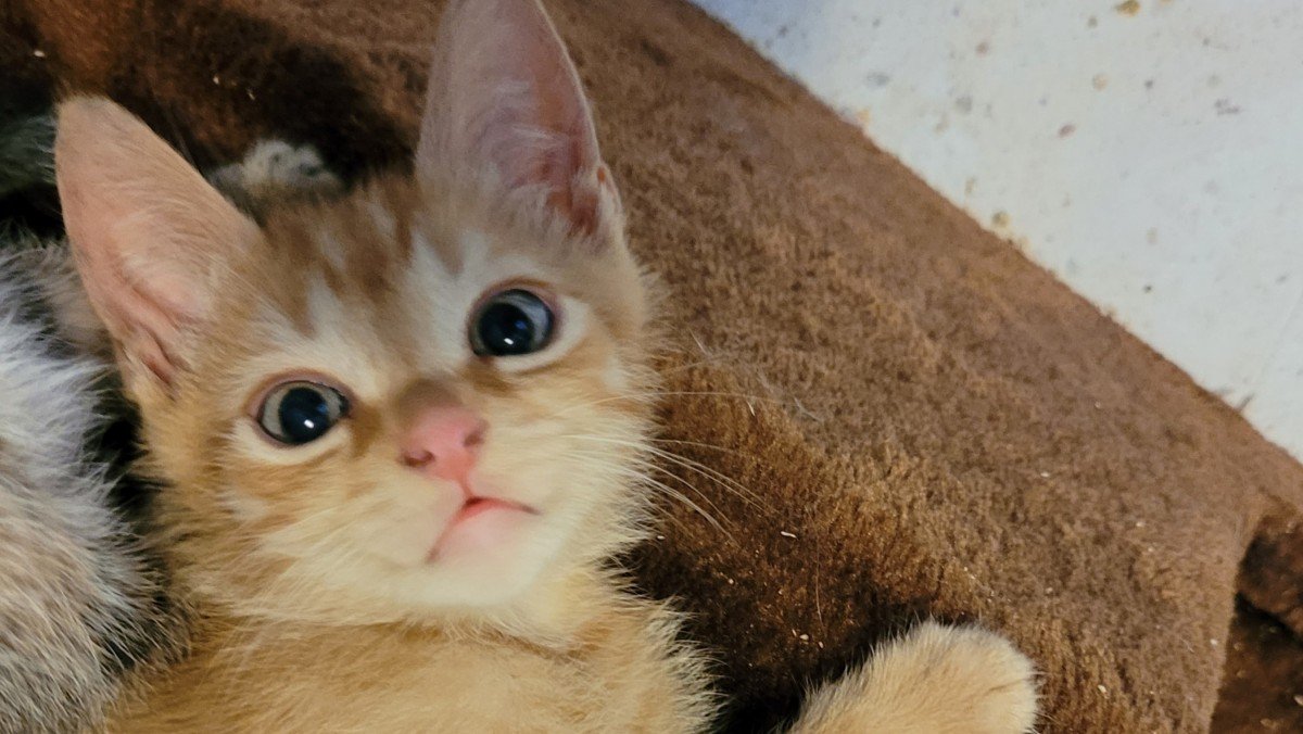 Nash