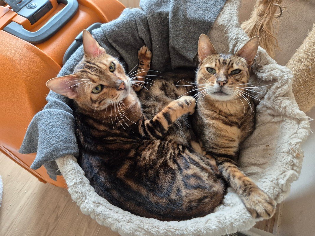 Droppie (Bengaal)