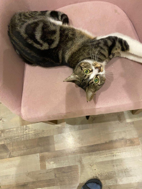 Meew