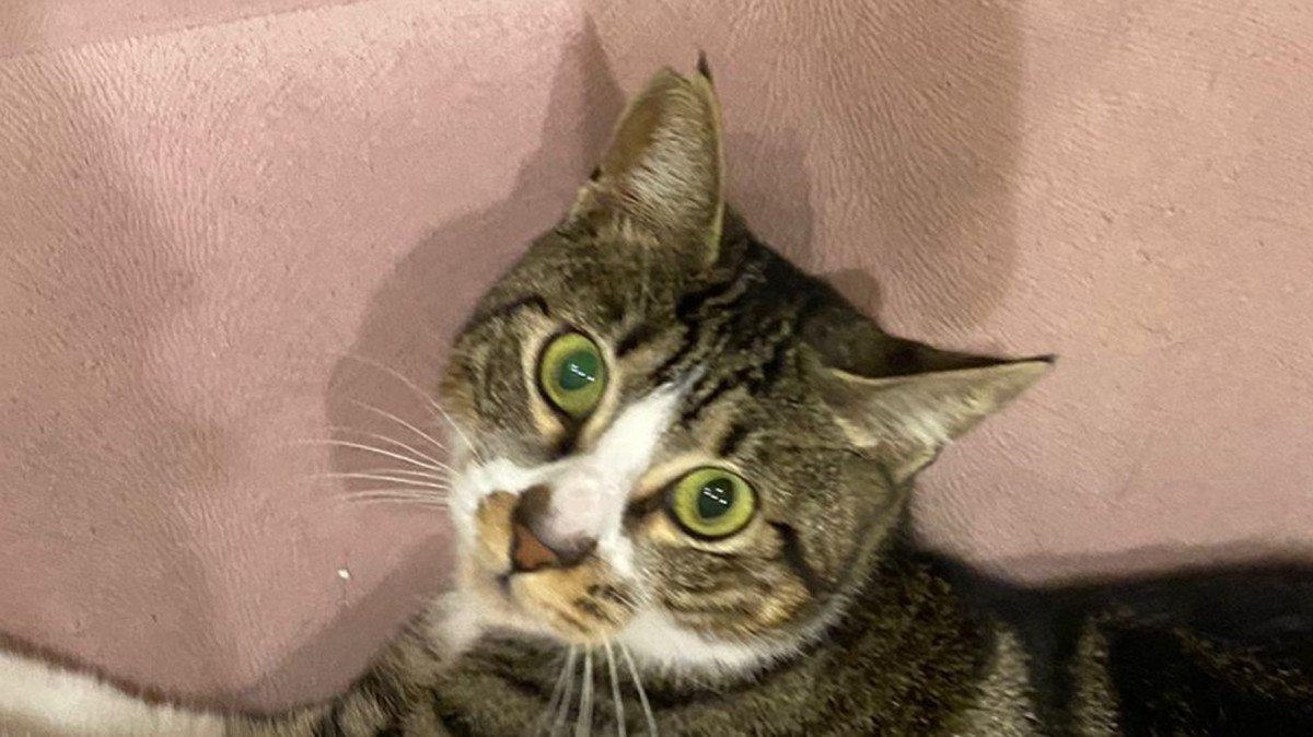 Meew