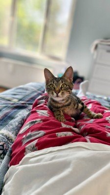 Biscuit