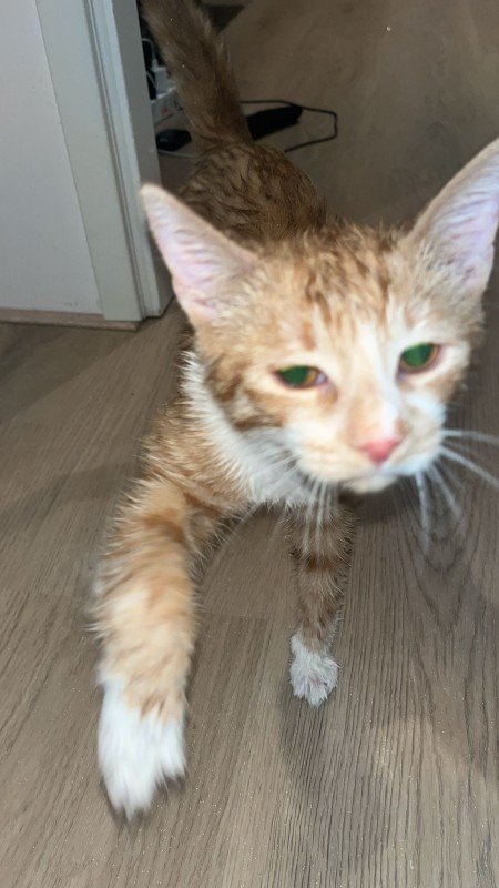 Moesie