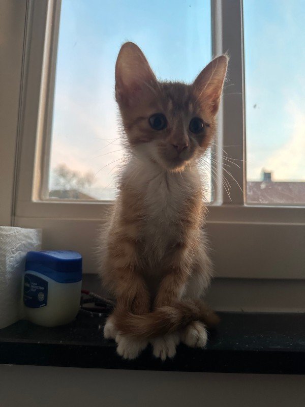 Moesie
