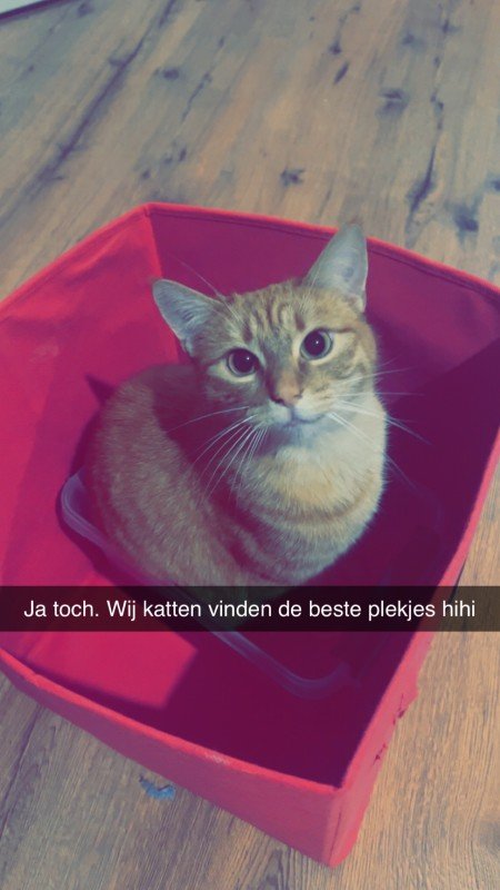 Tommie