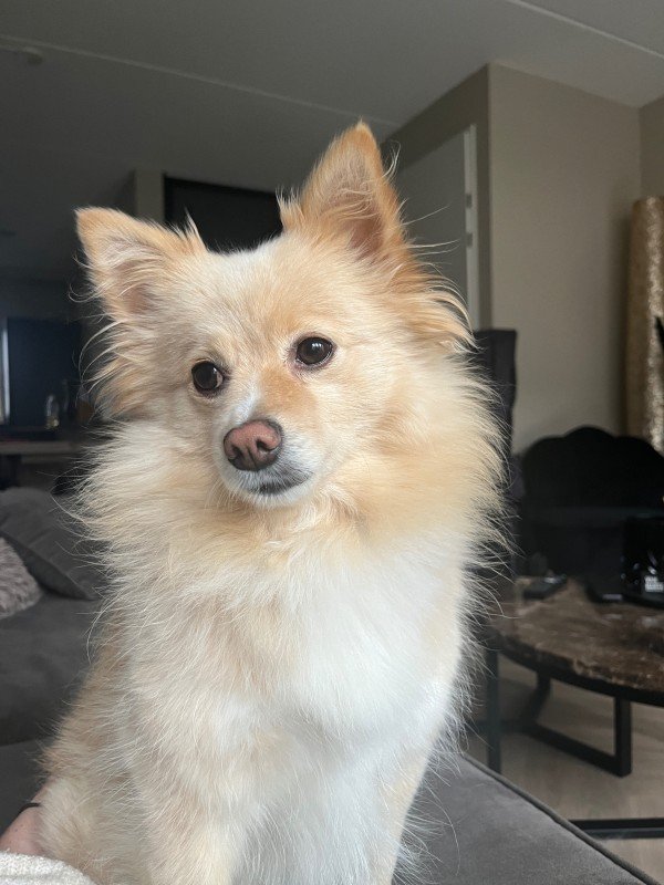 Raja