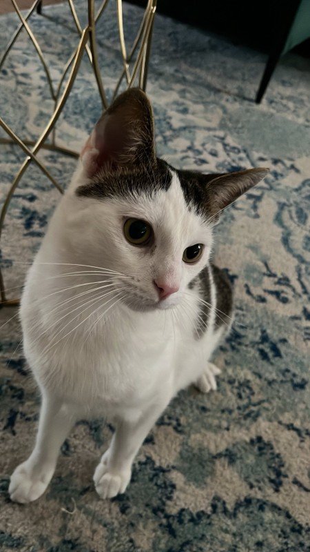 Toby