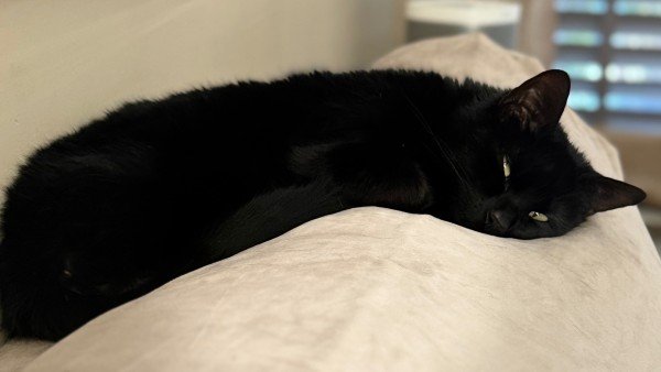 Blacky