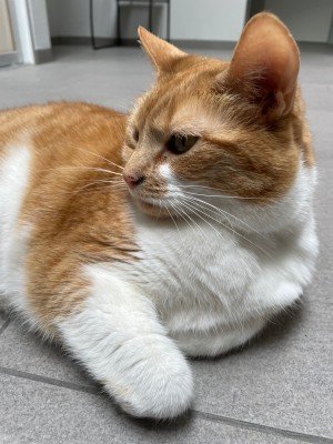 Jodi
