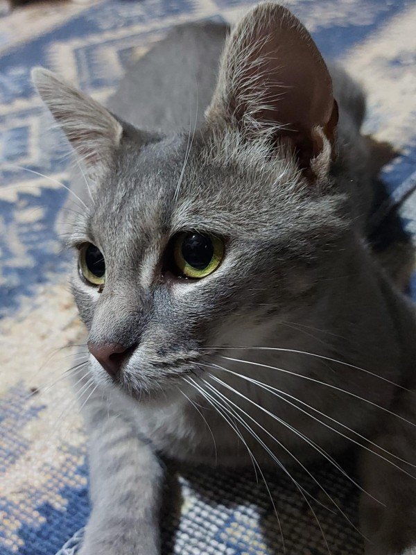 Odette