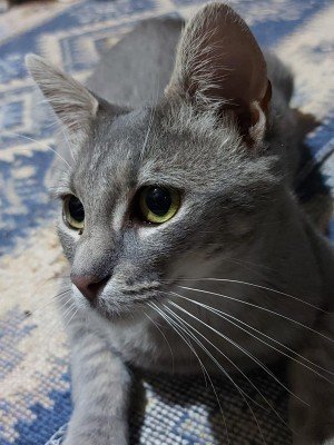 Odette