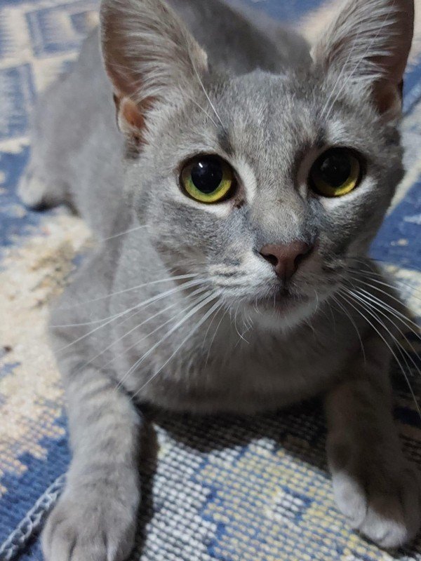 Odette