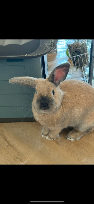 Elvis