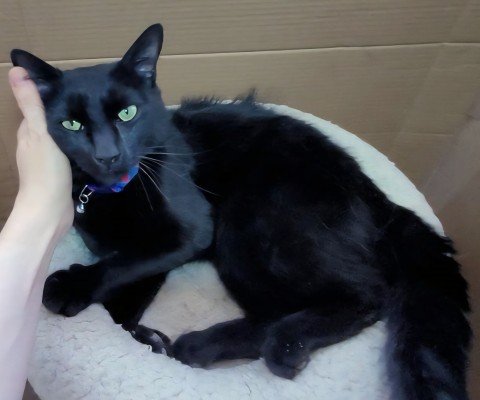 Merlin