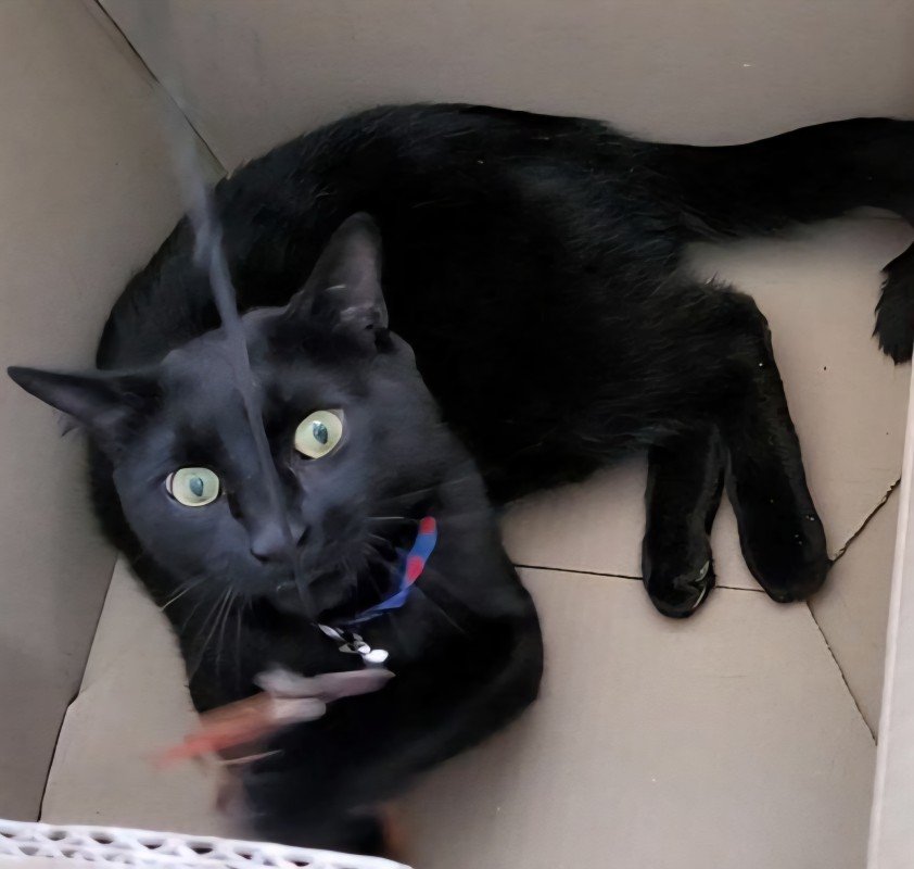 Merlin