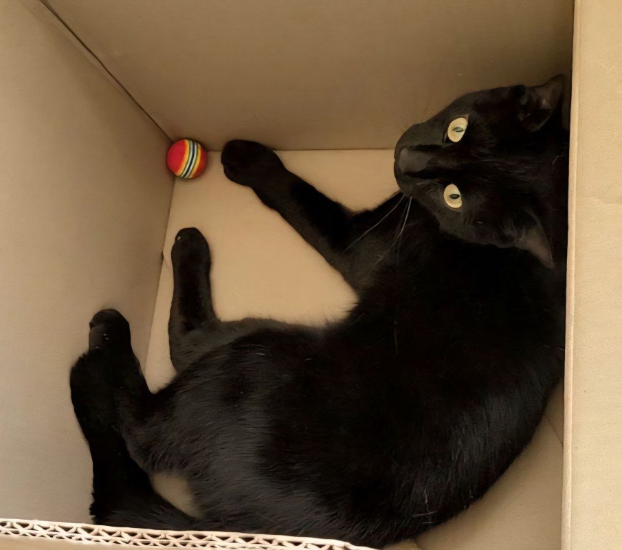 Merlin