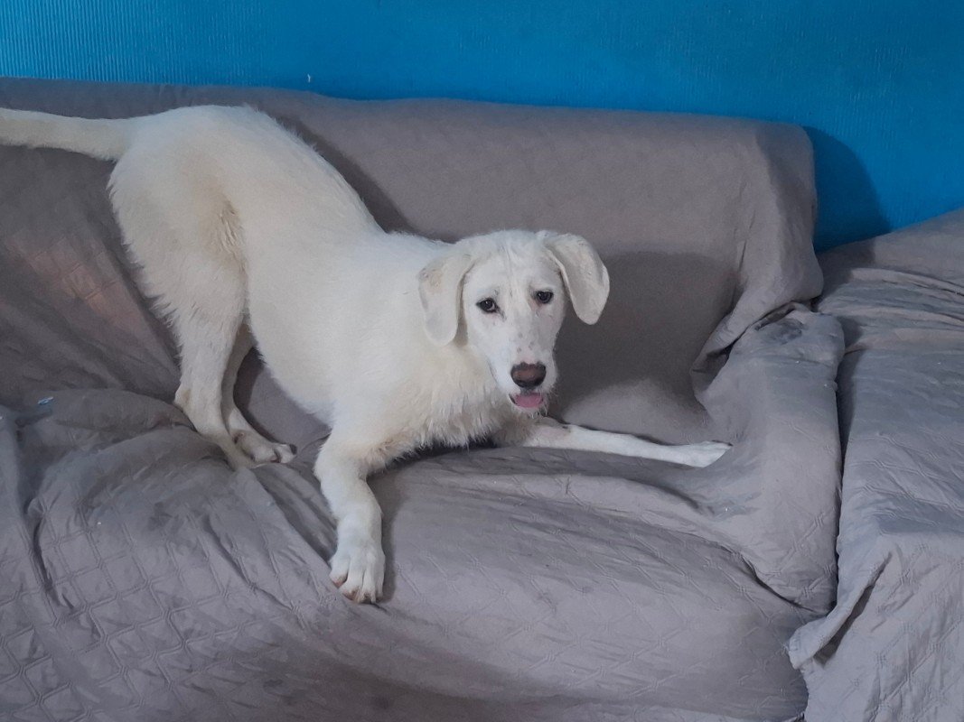 Maya