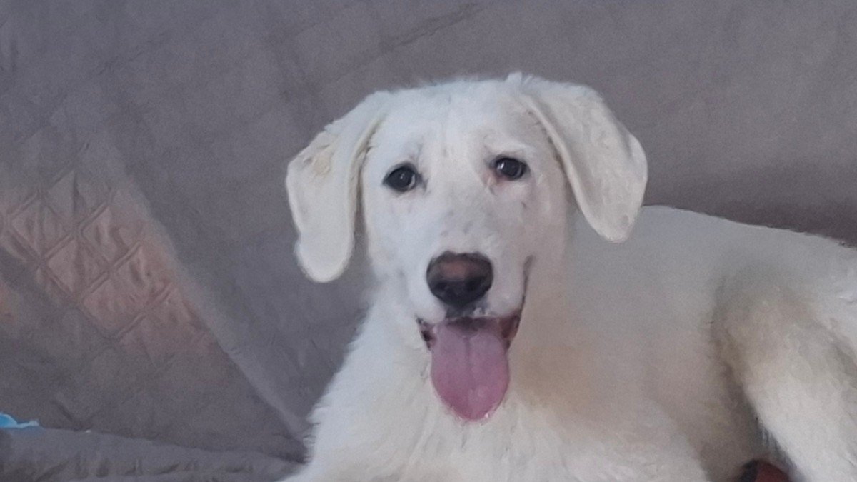Maya