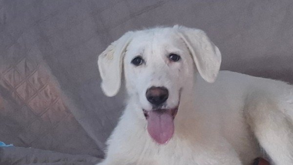 Maya