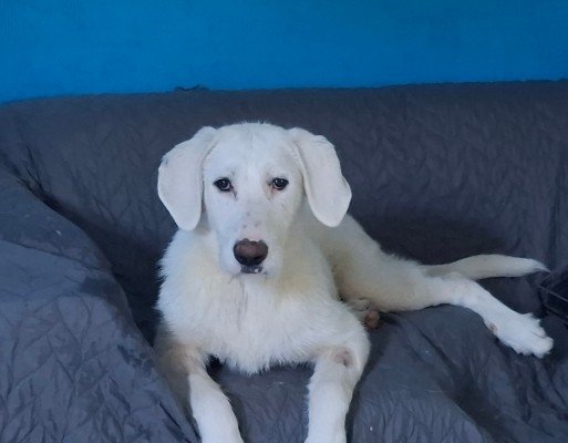 Maya