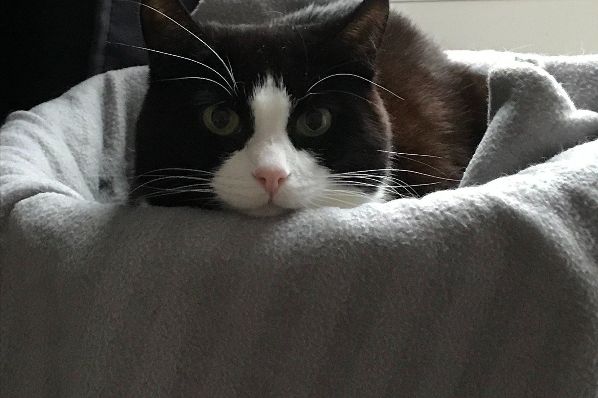 Luna (Cucci)
