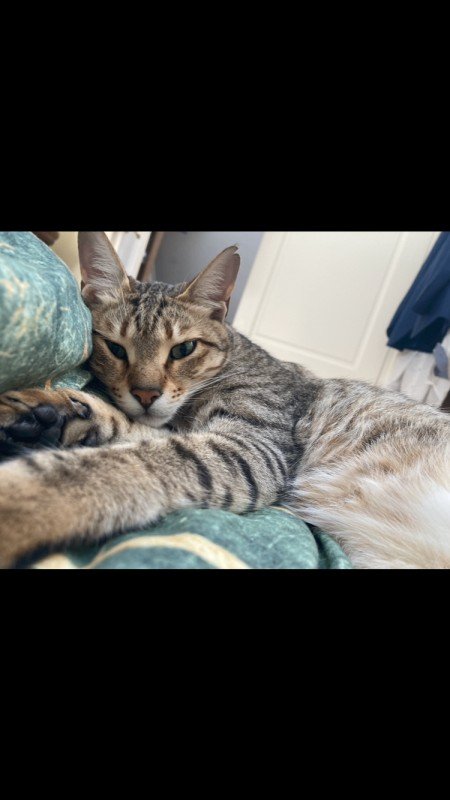 Archie