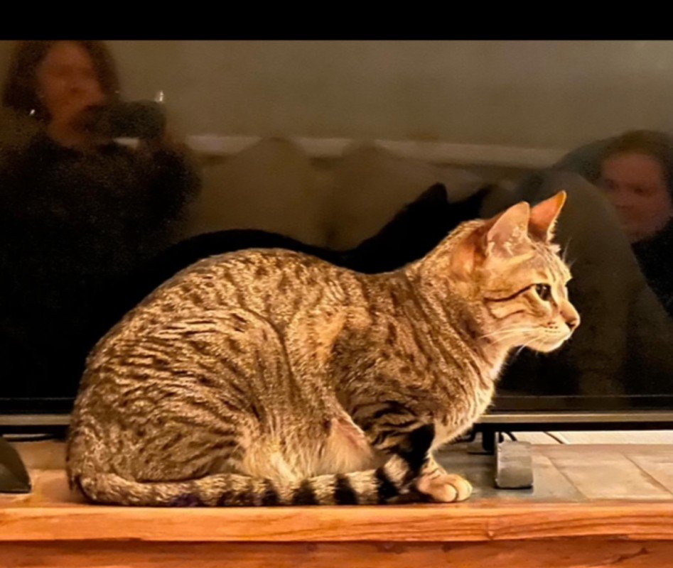 Archie