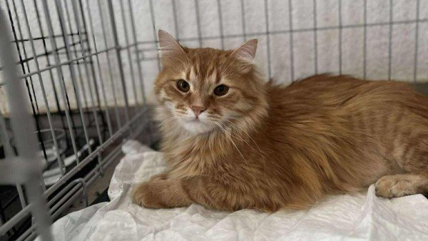 Garfield