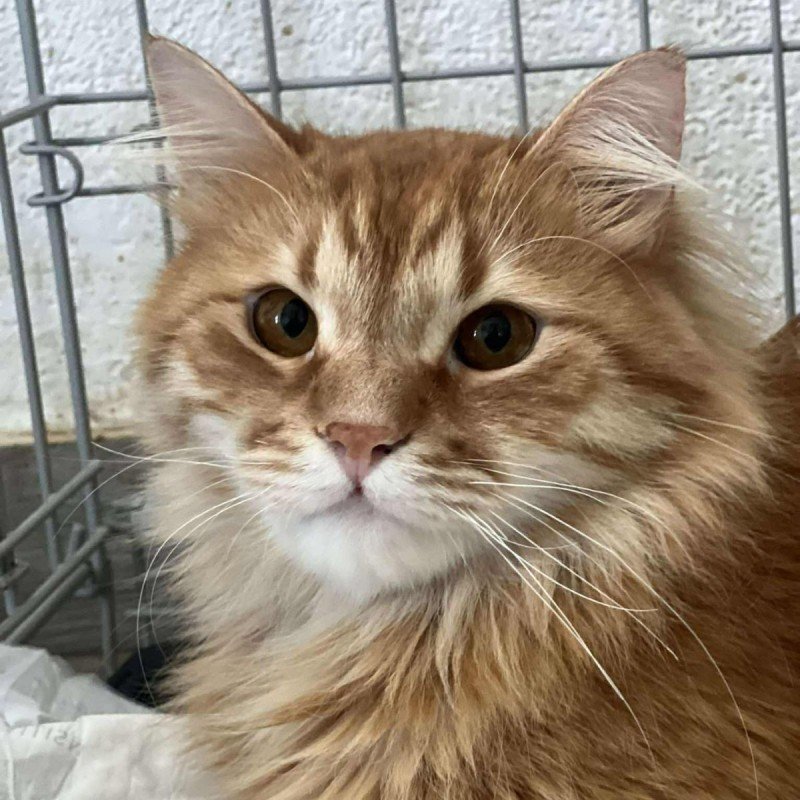 Garfield