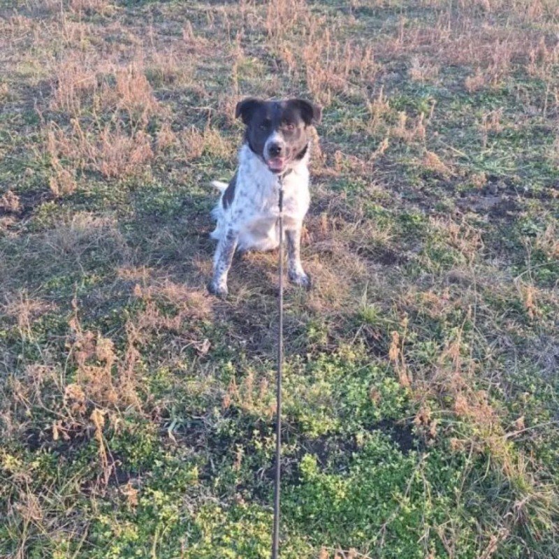 Flori