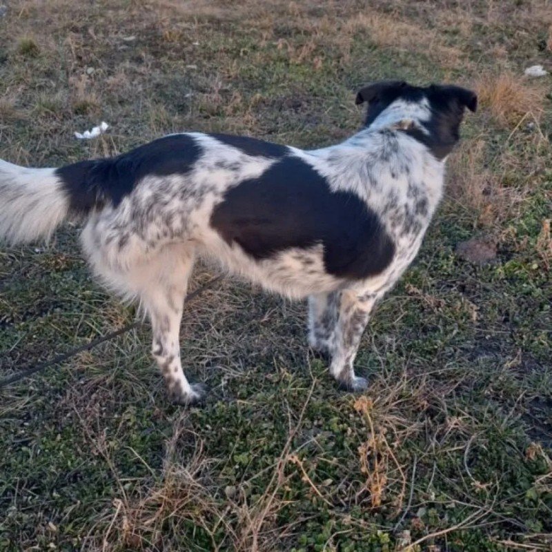 Flori