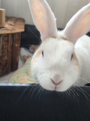 Flappie