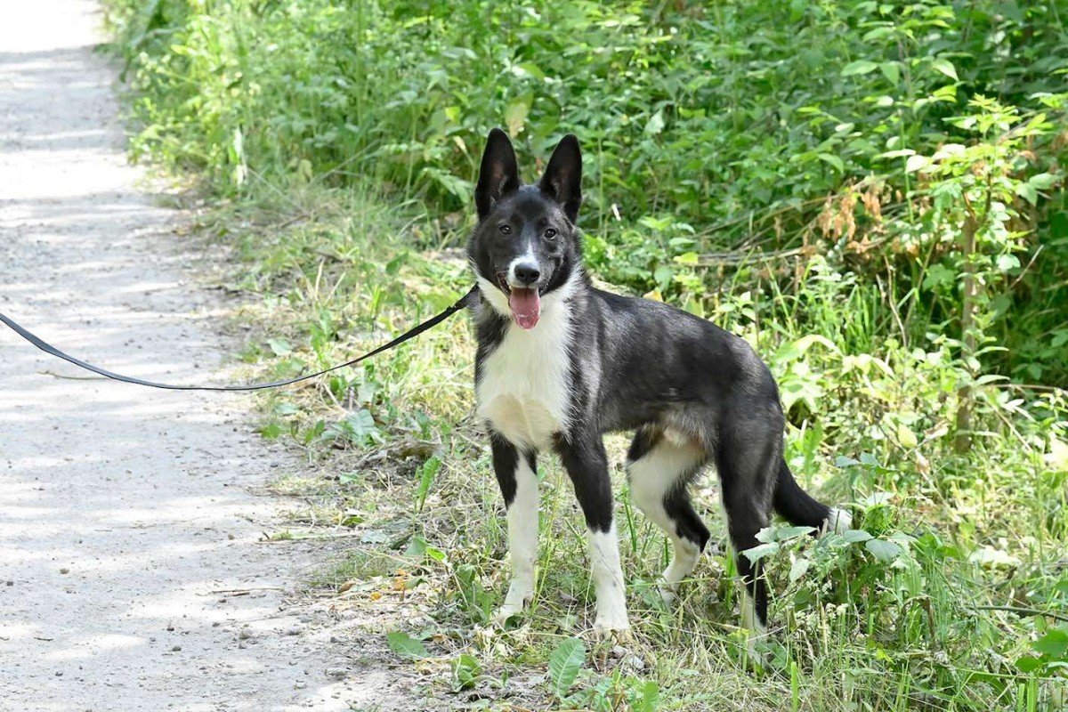 Milo