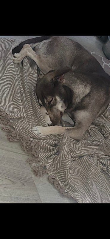 Lila
