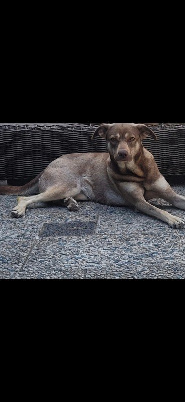 Lila