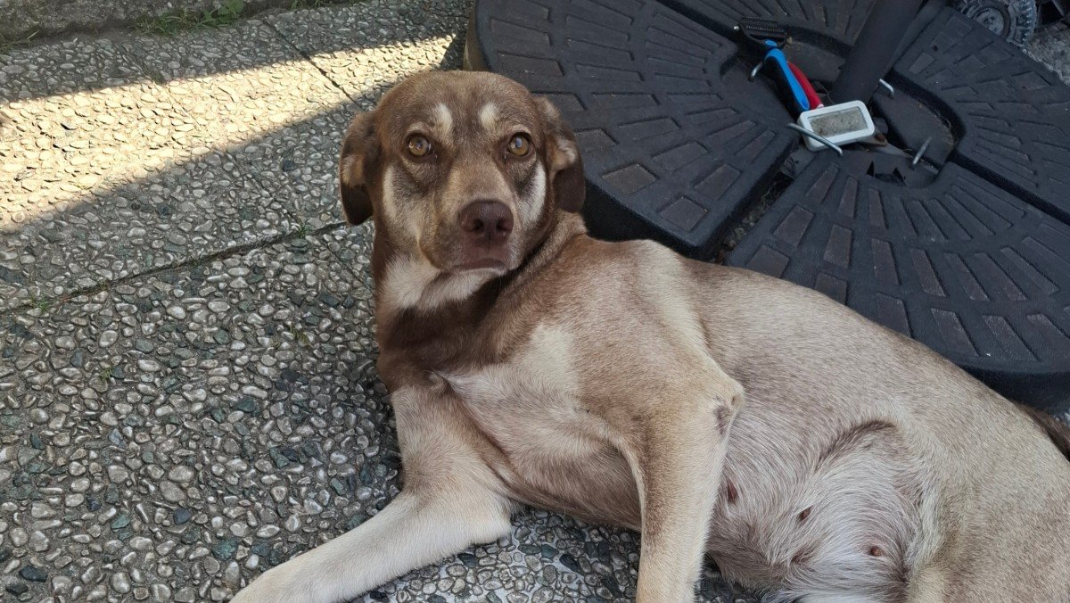 Lila